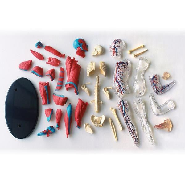 Модель м'язів і скелета людини Edu-Toys збірна 19 см (SK056) Харків - фото 3