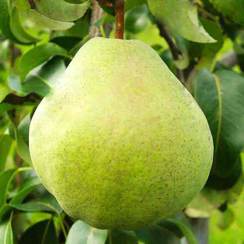 Саджанці груші Микола Крюгер (привитий) - 2-річний Чернівці