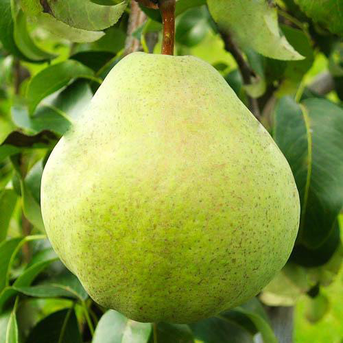 Саджанці груші Микола Крюгер (привитий) - 2-річний Чернівці - фото 2