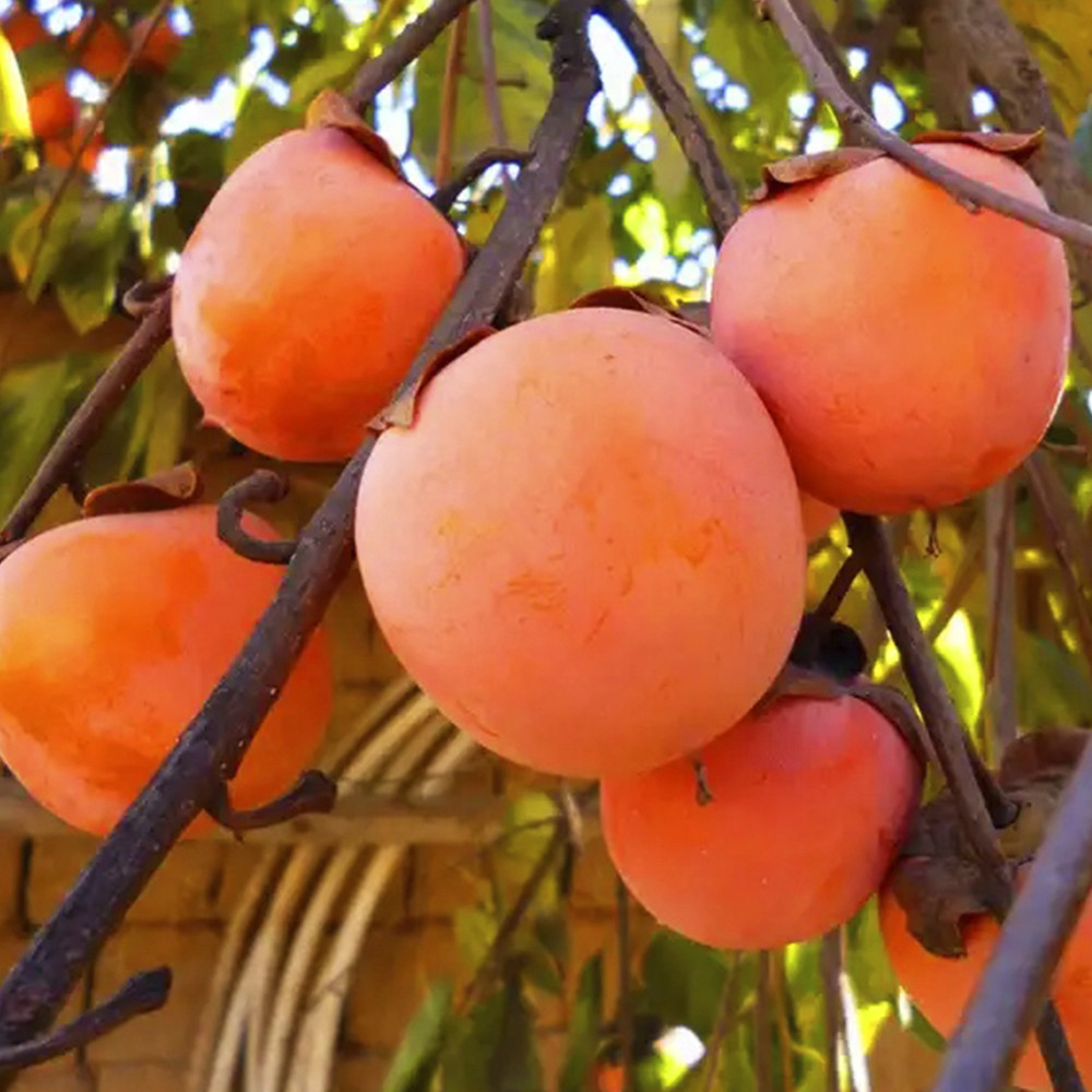 Саджанці хурми Гора Говерла - 1-річний Чернівці - фото 1