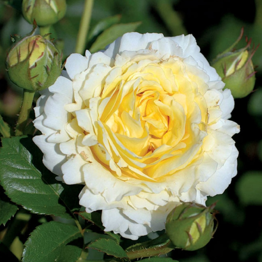 Саженцы плетистых роз Сирано де Бержерак (привитый) Черновцы - изображение 3