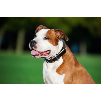 Ошейник для животных WAUDOG Soft с QR паспортом M Ш 25 мм Д 38-49 см черный (7202) Винница - изображение 9