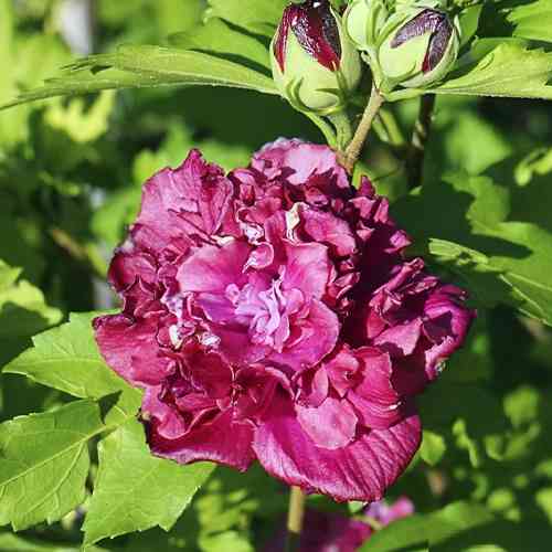 Саженцы гибискуса на штамбе Френч Кабаре (черенкованный) - 2-летний Черновцы