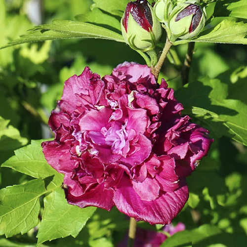 Саджанці гібіскусу на штамбі Френч Кабаре (черенкований) - 2-річний Чернівці - фото 1