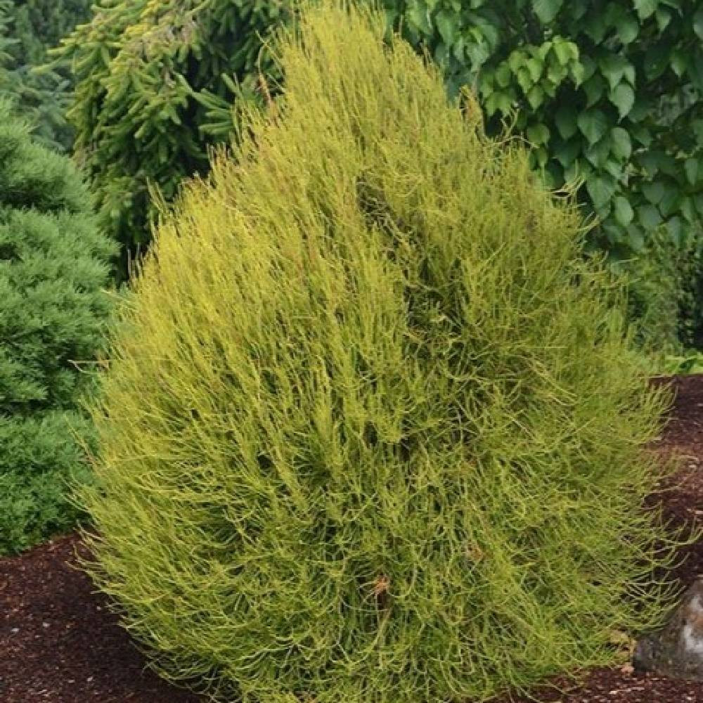 Саджанці східної туї Франки Бій Чернівці - фото 1