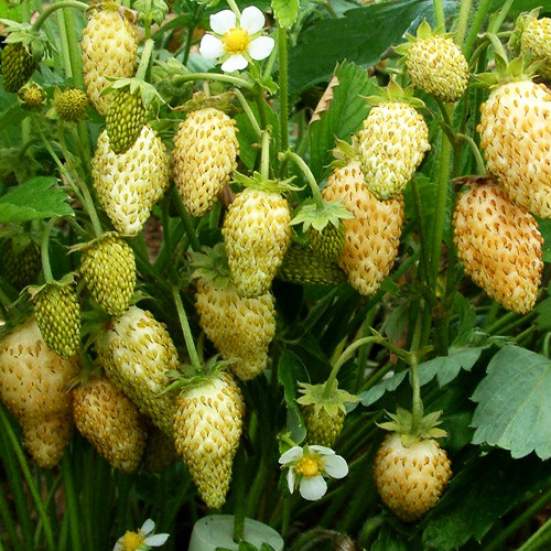 Саженцы клубники Желтое Чудо (ремонтантная) - 1-летний Черновцы - изображение 1