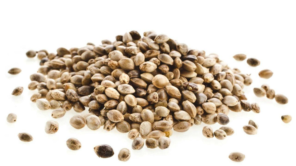 Конопля (семена), 500г. MasterSEM Киев - изображение 1