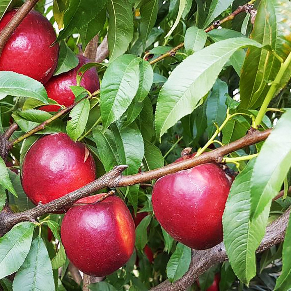 Саджанці нектарину Біг Топ (привитий) - 1-річний Чернівці - фото 3