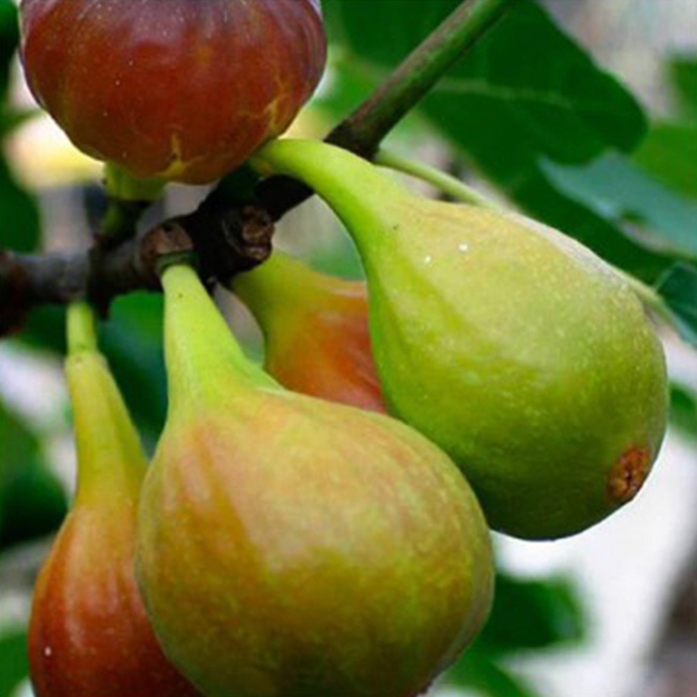 Саженцы инжира Далматинский Белый (черенкованный) - 2-летний Черновцы - изображение 1