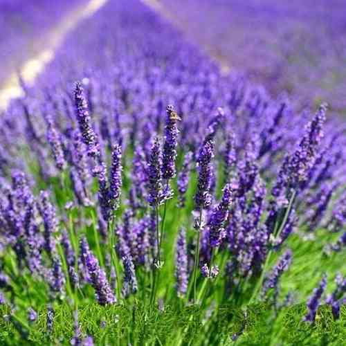 Саженцы лаванды Голландская (черенкованная) - 1-летняя Черновцы