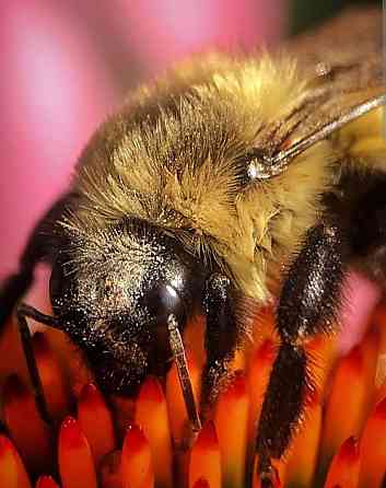 Объектив Minolta AF 50mm f/2.8 Macro Киев