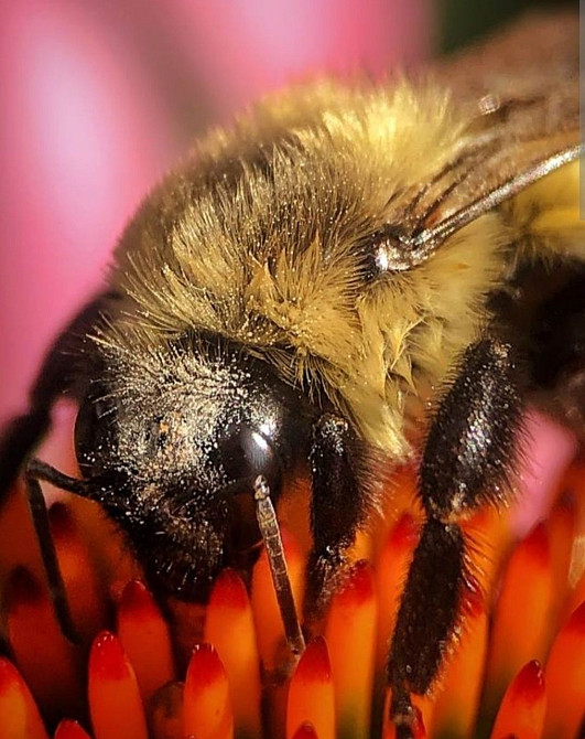 Объектив Minolta AF 50mm f/2.8 Macro Киев - изображение 1