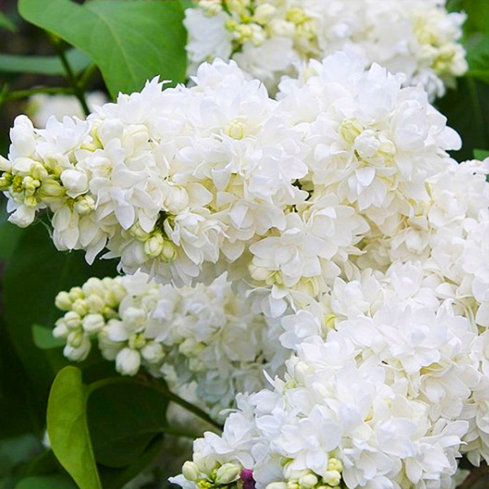 Саджанці бузку Аліса Хардінг (привитий) Чернівці - фото 2