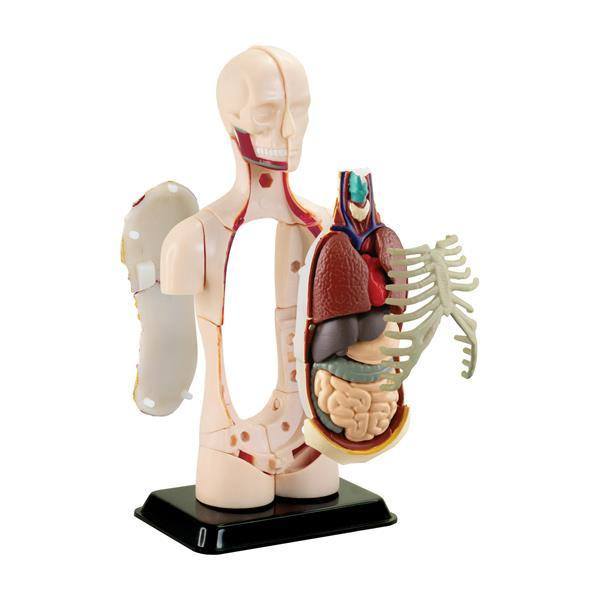 Модель тулуба людини Edu-Toys збірна 12,7 см (SK008) Харків - фото 5