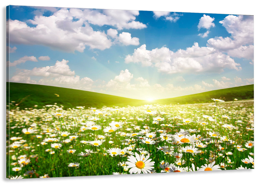 Картина холст в гостиную / спальню  Поле Ромашок    MLP_90 40x80 см Перечин - изображение 1