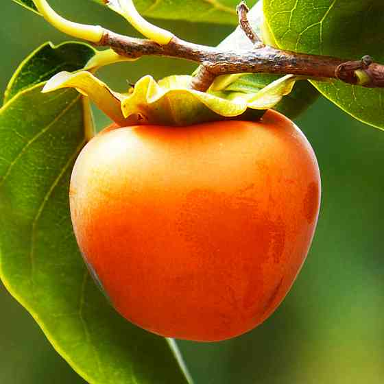 Саджанці хурми Мідер - 1-річний Чернівці