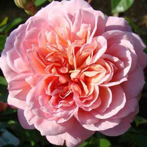 Саджанці троянд Анна Болейн (привитий) - 2-річний Чернівці