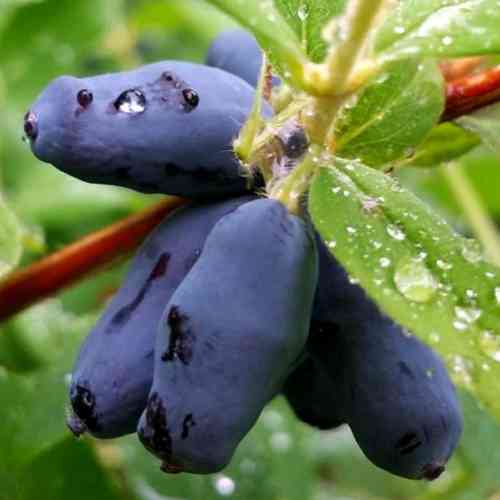 Саженцы жимолости Витаминная (черенкованная) - 2-летняя Черновцы