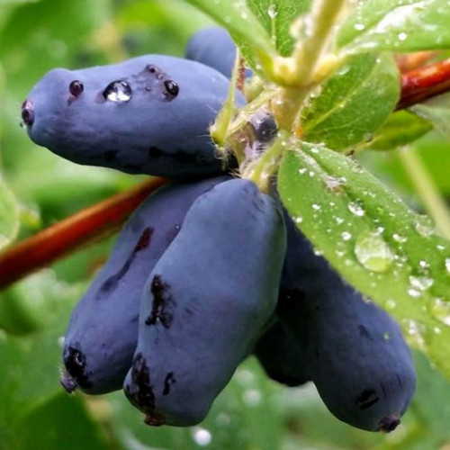 Саженцы жимолости Витаминная (черенкованная) - 2-летняя Черновцы - изображение 1