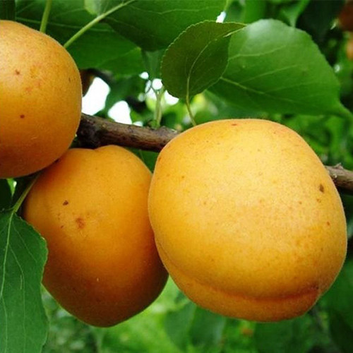 Саженцы абрикоса Самбурский Ранний (привитый) - 1-летний Черновцы - изображение 1