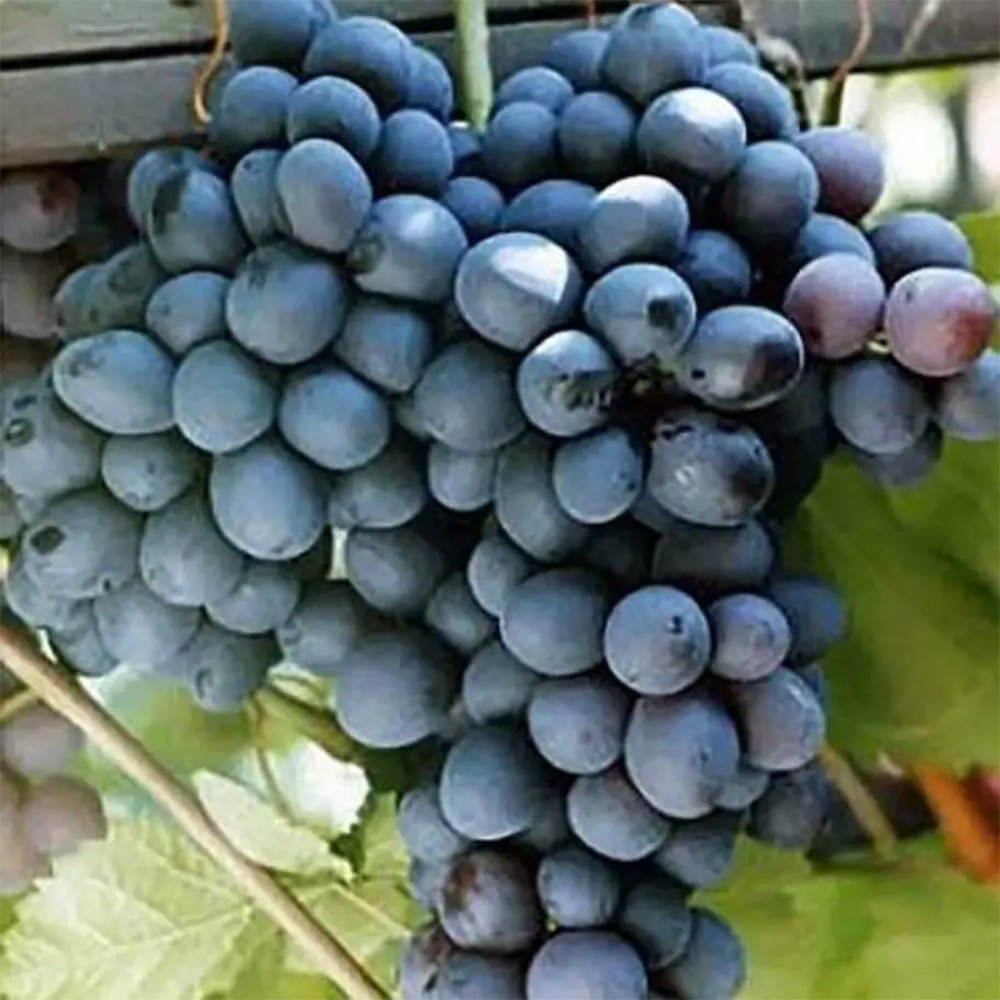 Cаджанці винограду Шарада (черенкований) - 1-річний Чернівці - фото 1