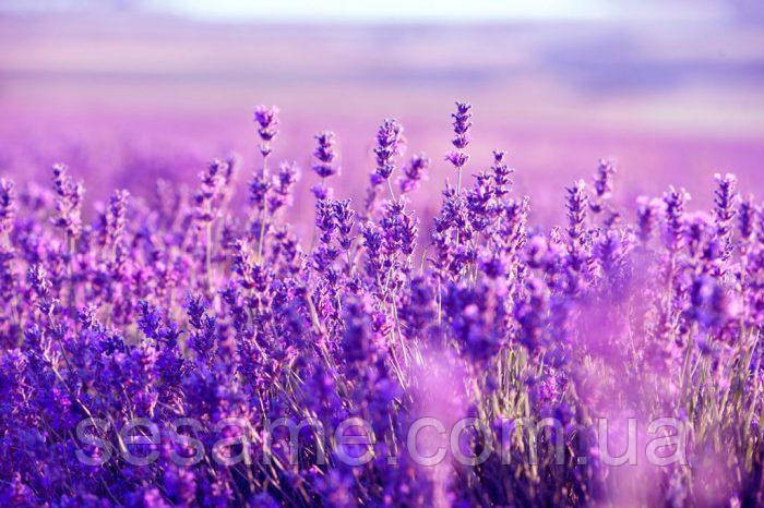 Лаванда цветки (пак/50 грамм) Харьков - изображение 2