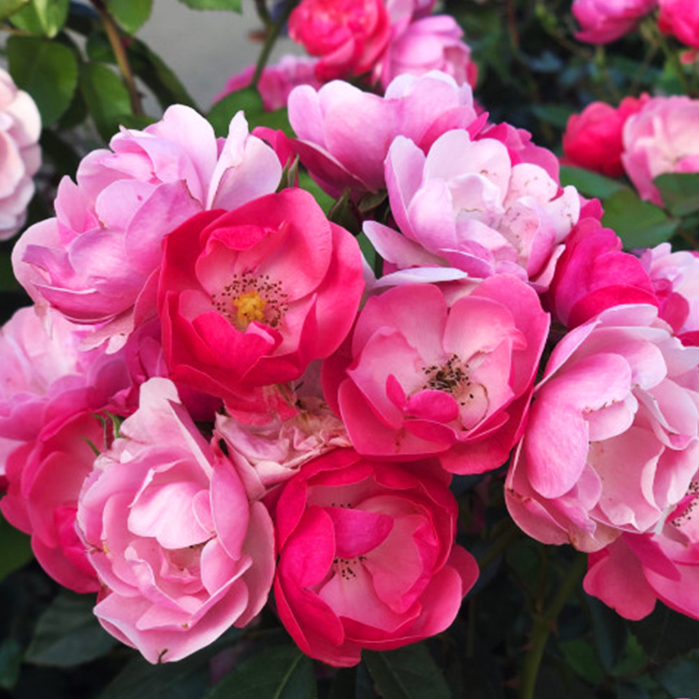 Саджанці троянд флорибунда Анжела (привитий) Чернівці - фото 2