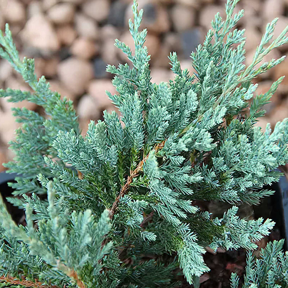 Саджанці ялівцю Блю Чіп Чернівці - фото 1