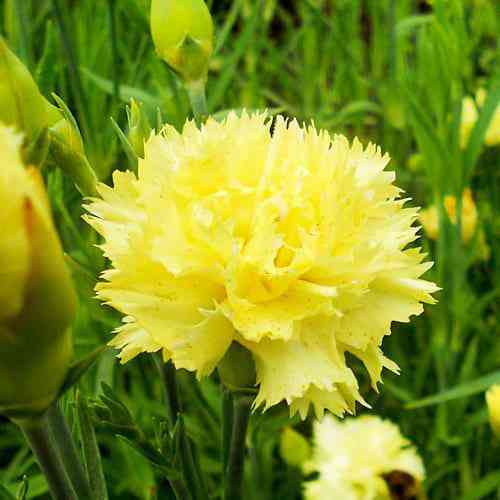 Саженцы гвоздики Шабо Желтая (черенкованный) - 2-летний Черновцы