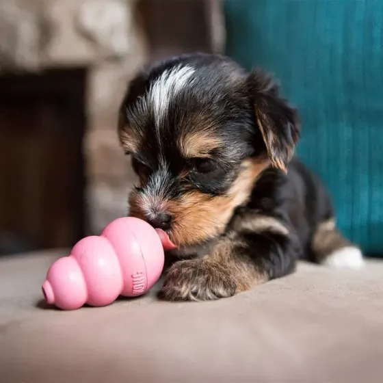 Игрушка для щенков Конг KONG Puppy груша кормушка для собак от 7 до 16 кг, размер M Винница