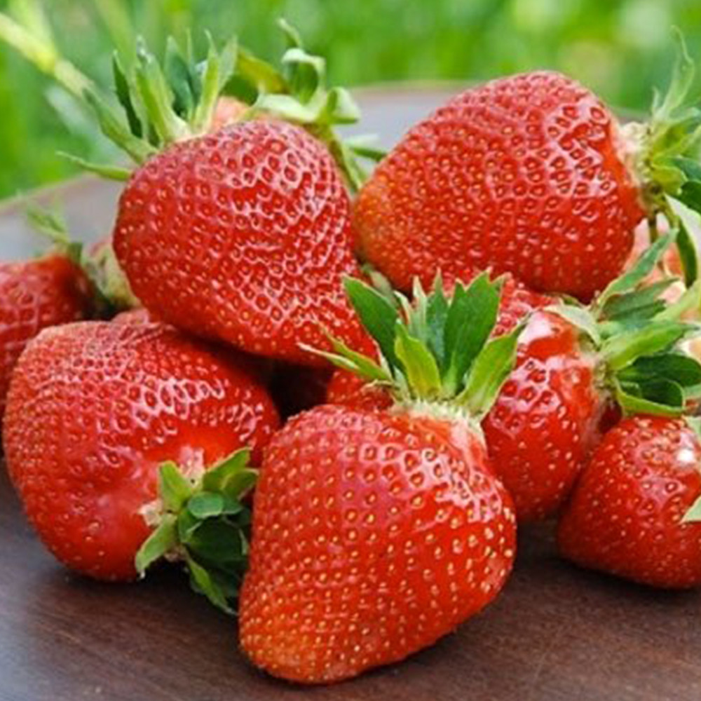 Саженцы клубники Клери (10 штук) Черновцы - изображение 2