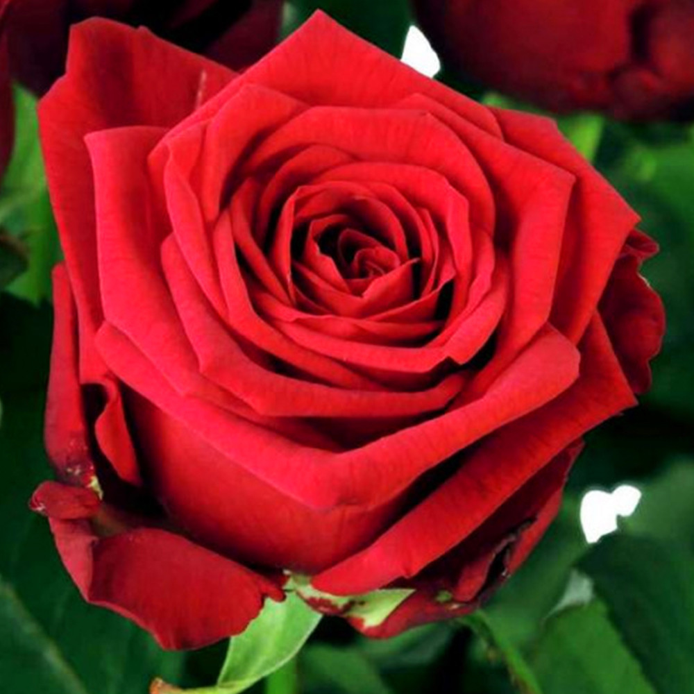 Саженцы чайно-гибридных роз Ред Наоми (привитый) Черновцы - изображение 3