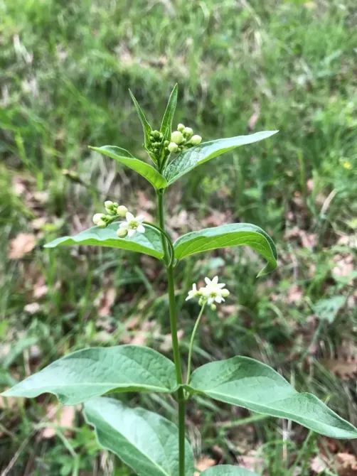 Ластовень лекарственный, 100г master sem Киев - изображение 1