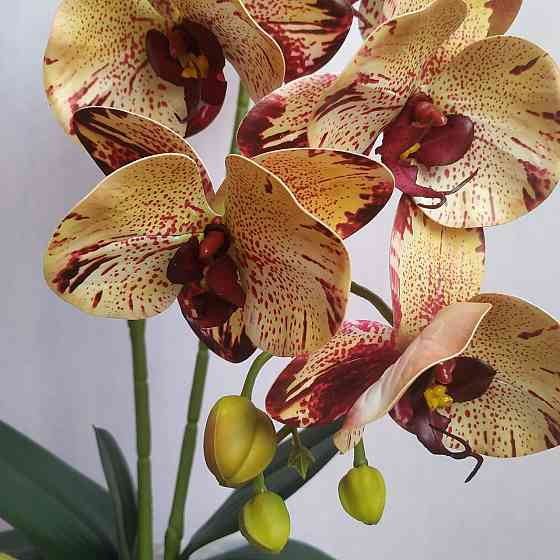 Штучна латексна орхідея VIP у білому керамічному кашпо на дві гілки кремово-бордова. Дніпро