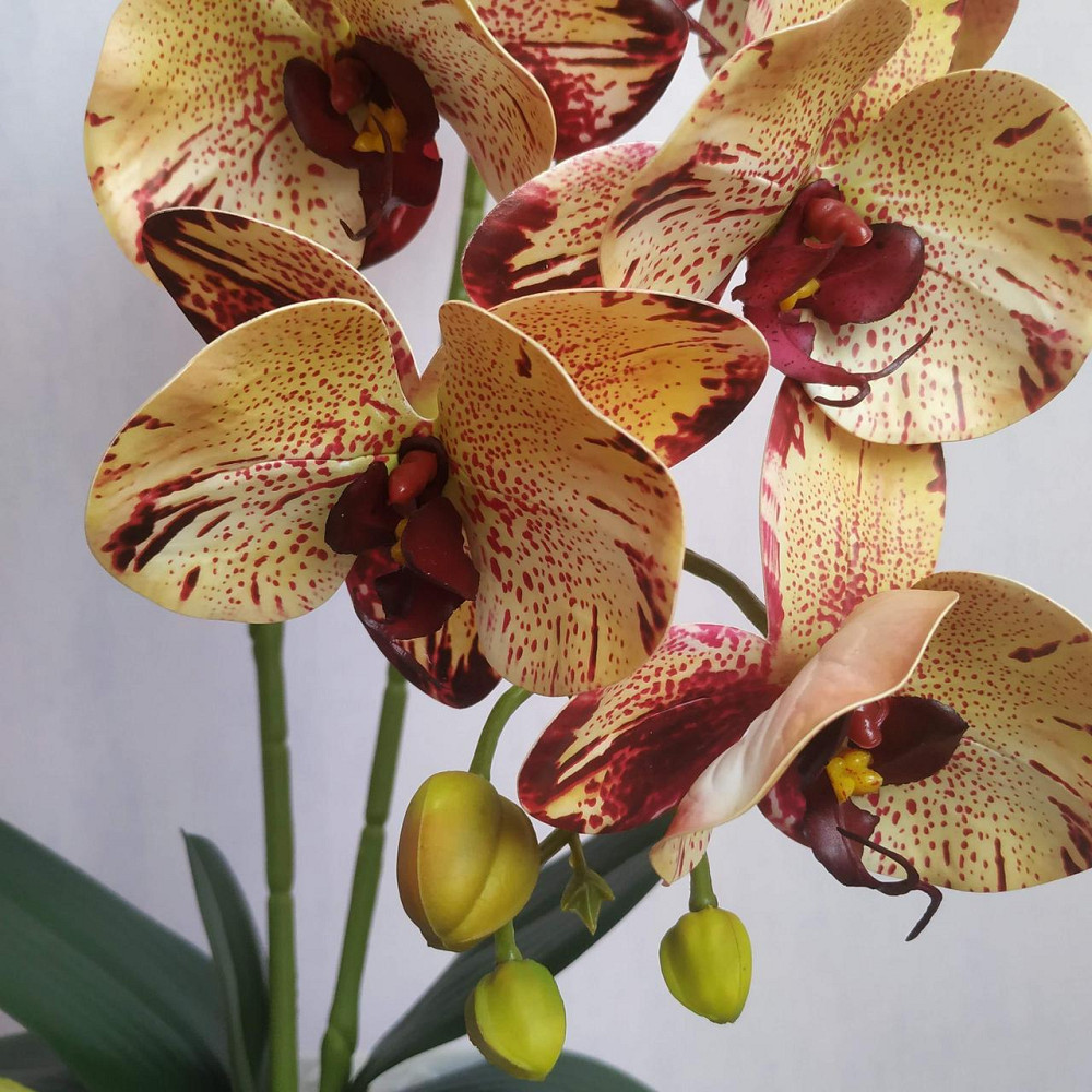 Штучна латексна орхідея VIP у білому керамічному кашпо на дві гілки кремово-бордова. Дніпро - фото 4