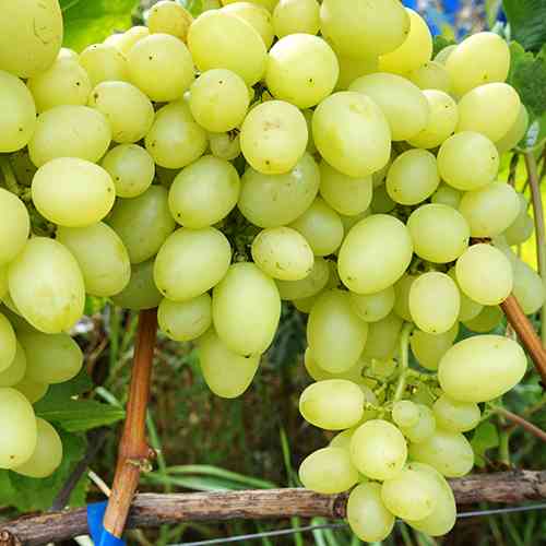 Cаджанці винограду Амурський Білий (черенкований) - 1-річний Чернівці
