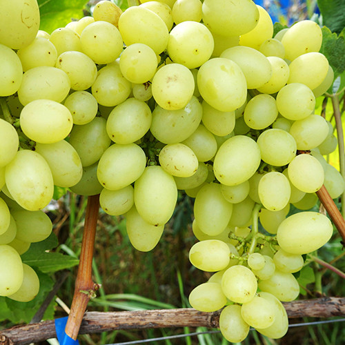 Cаджанці винограду Амурський Білий (черенкований) - 1-річний Чернівці - фото 1