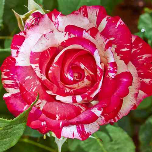 Саджанці троянд Пападжена (привитий) - 2-річний Чернівці