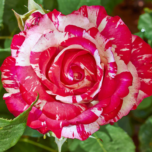 Саджанці троянд Пападжена (привитий) - 2-річний Чернівці - фото 1