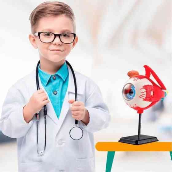 Модель очного яблука Edu-Toys збірна 14 см (SK007) Харків