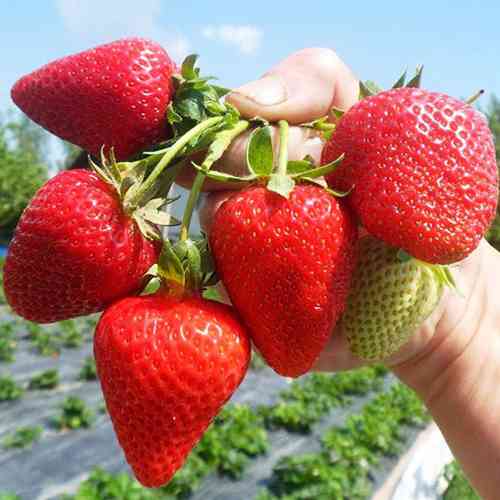 Саджанці полуниці Крістал Голд (10 штук) - 1-річний Чернівці