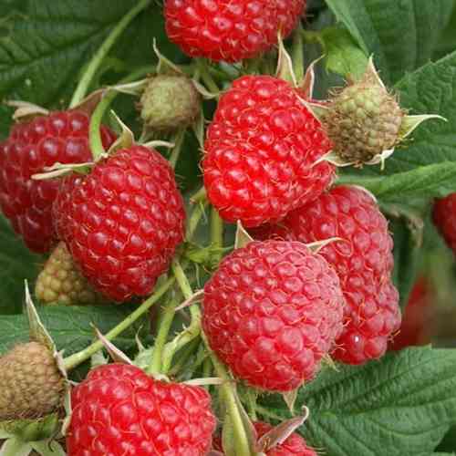 Саджанці малини Глен Ампл (черенкований) - 1-річний Чернівці