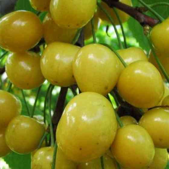 Саджанці черешні Жасмін (привитий) - 2-річний Чернівці