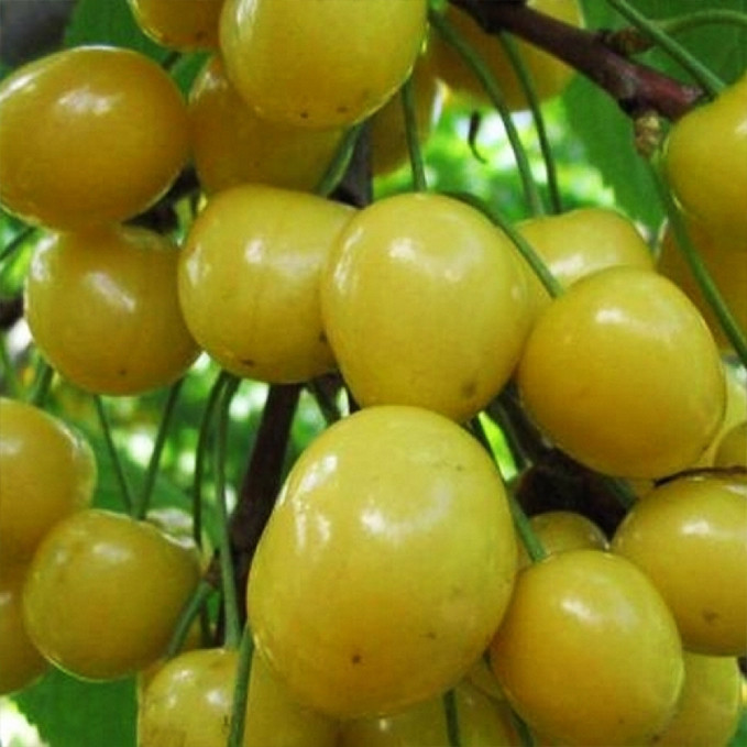 Саджанці черешні Жасмін (привитий) - 2-річний Чернівці - фото 1