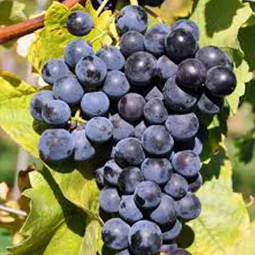 Cаджанці винограду Мерседес (черенкований) - 2-річний Чернівці