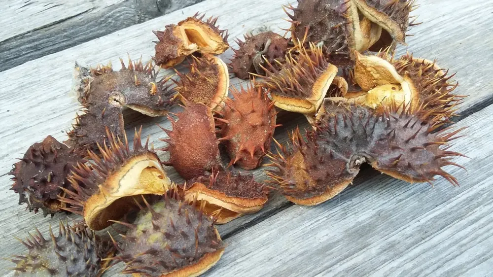 Кожура каштана кінського, 100г master sem Киев - изображение 1