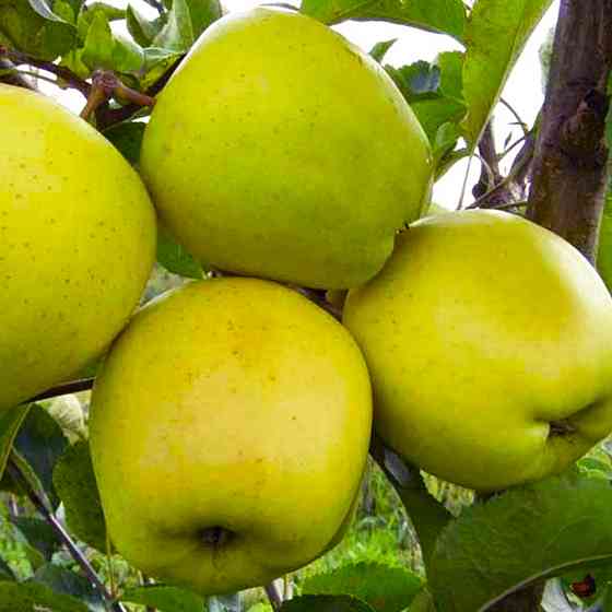 Саджанці яблуні Донешта (привитий) - 2-річний Чернівці