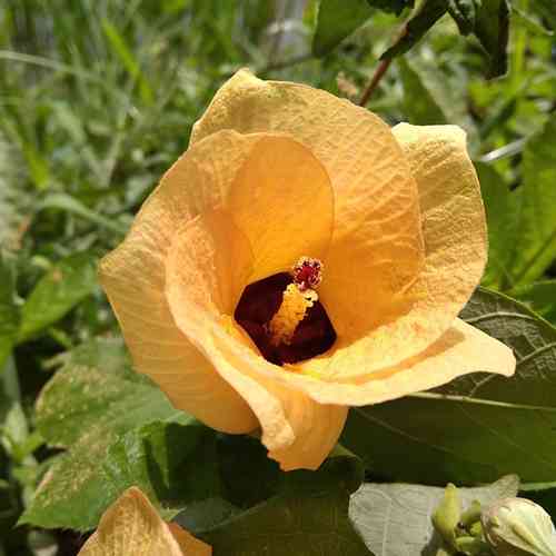 Саженцы гибискуса Тилиацеус (черенкованный) - 1-летний Черновцы