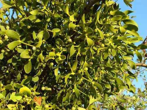 Омела біла 100г master sem Киев - изображение 1