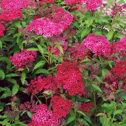 Саженцы спиреи Дартс Ред (черенкованный) - 1-летний Черновцы